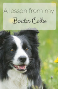 Lesson from a border collie