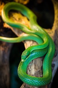 green grass snake