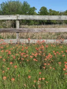 Indian paintbrushes in front of a fence
