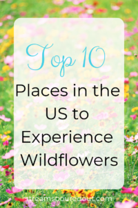 Read more about the article Top 10 Places in the US to Experience Wildflowers