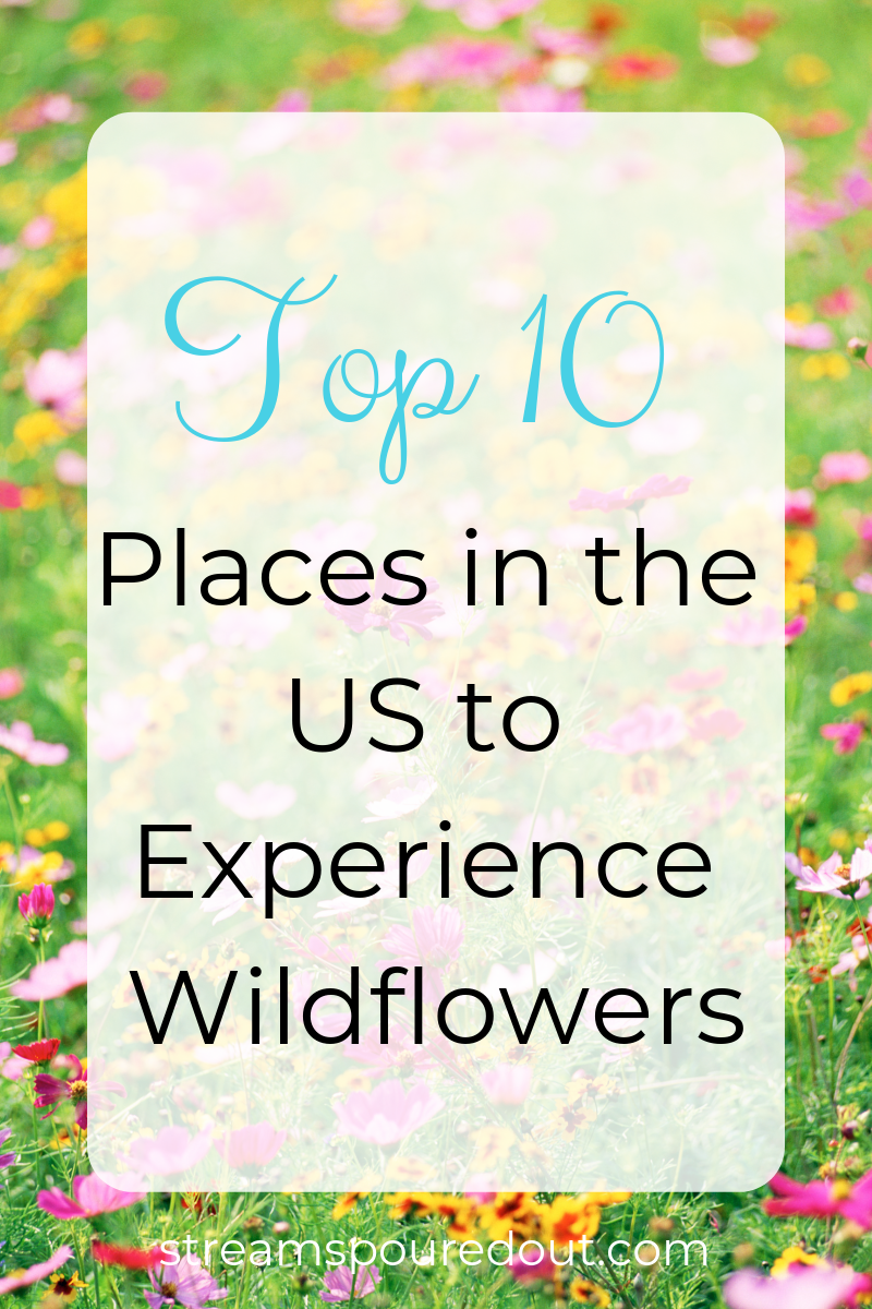 You are currently viewing Top 10 Places in the US to Experience Wildflowers